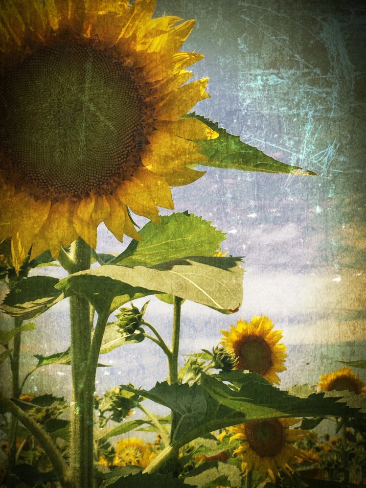 sunflower pic